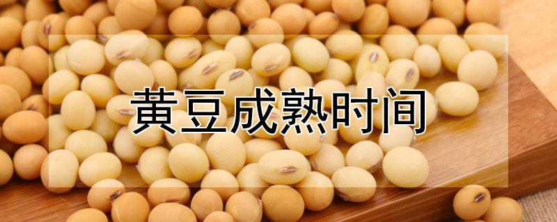 黄豆成熟时间（黄豆成熟期多长时间）