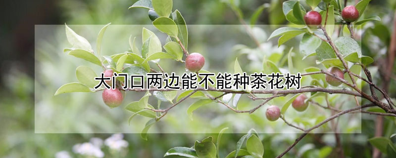 大门口两边能不能种茶花树 大门口两边能不能种茶花树呢