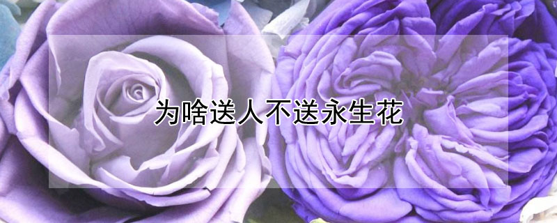 为啥送人不送永生花 送永生花好吗