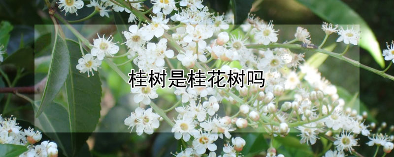 桂树是桂花树吗（桂树是桂花树吗图片）