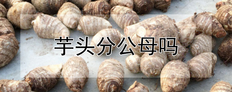 芋头分公母吗 芋头分公母吗?怎么分