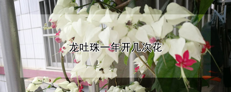 龙吐珠一年开几次花 龙吐珠一年开几次花龙吐珠盆景