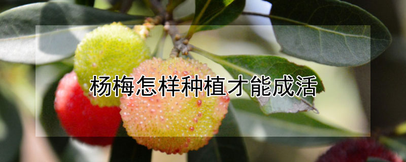 杨梅怎样种植才能成活（杨梅怎样种植才能成活快）