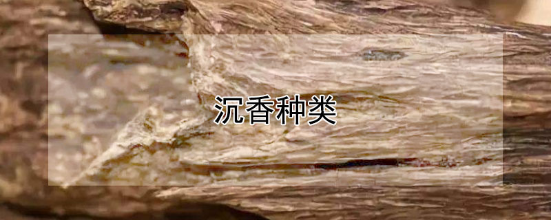 沉香种类（沉香分类）