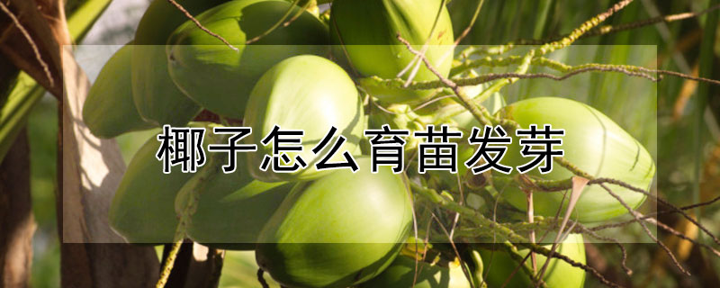 椰子怎么育苗发芽 椰子芽怎么种