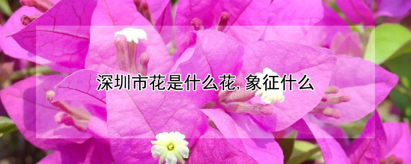 深圳市花是什么花,象征什么 深圳市花的意义