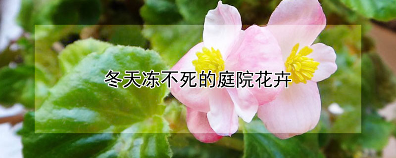 冬天冻不死的庭院花卉（冬天冻不死的庭院花卉图片）