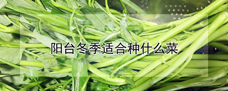 阳台冬季适合种什么菜 冬季阳台适合种什么蔬菜