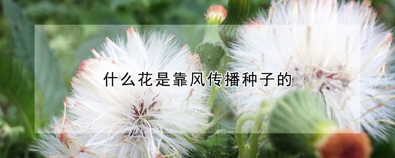 什么花是靠风传播种子的（什么花是靠风传播种子的植物）