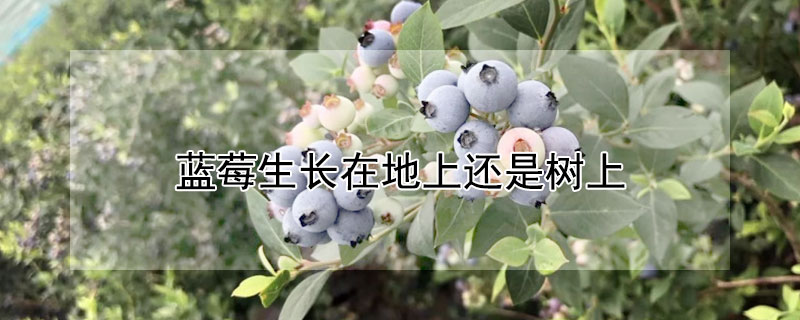 蓝莓生长在地上还是树上（蓝莓生长在树上吗）