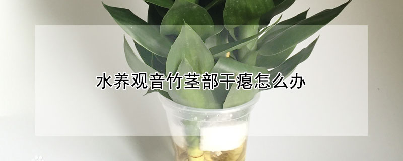 水养观音竹茎部干瘪怎么办 水养观音竹茎部干瘪怎么办呢