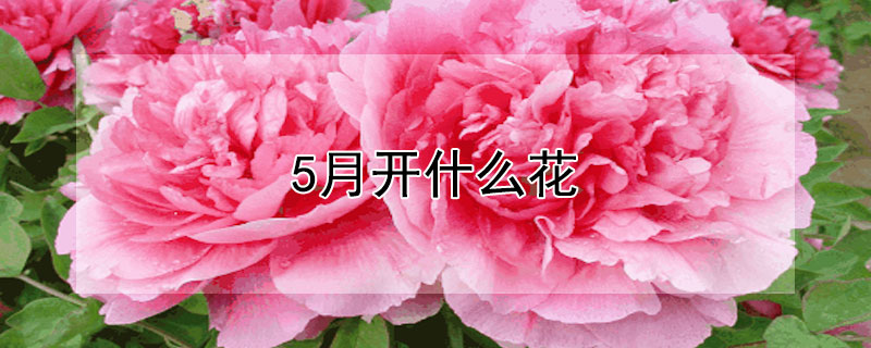 5月开什么花（5月份开花的是什么花）