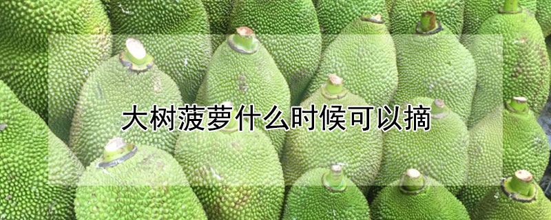 大树菠萝什么时候可以摘 大树菠萝什么时候可以摘果