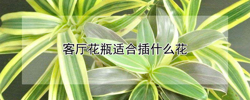 客厅花瓶适合插什么花（客厅花瓶适合插什么花花期长）