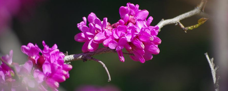 紫荆花树什么季节开花 紫荆树开花的季节