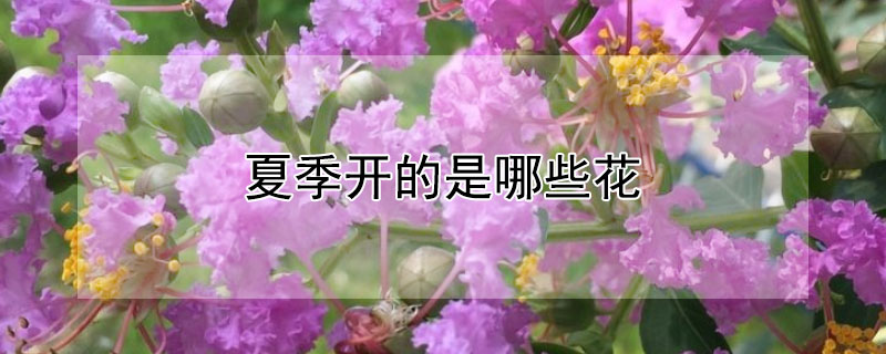 夏季开的是哪些花（哪些花是在夏天开）