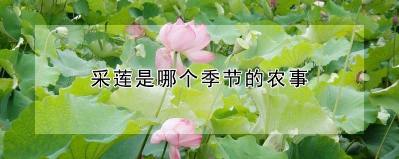 采莲是哪个季节的农事（莲是什么季节可以采的）