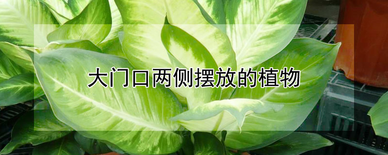 大门口两侧摆放的植物 大门口两侧摆放的植物有哪些