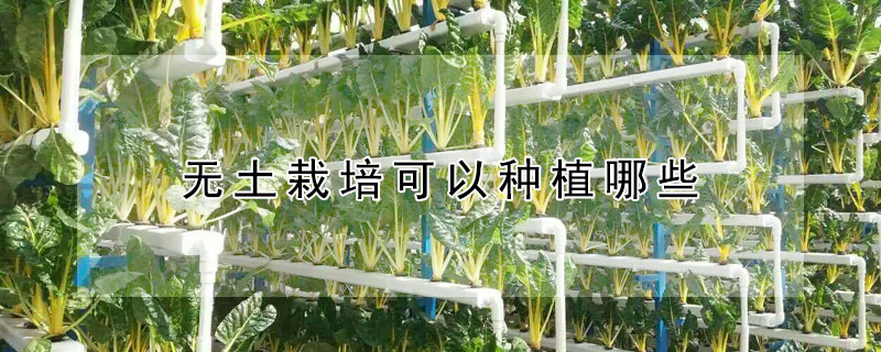 无土栽培可以种植哪些 无土栽培可以种植哪些蔬菜视频