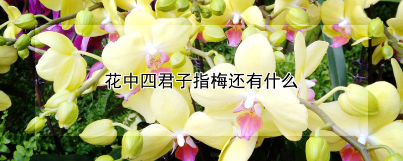 花中四君子指梅还有什么（梅与什么称为花中四君子）