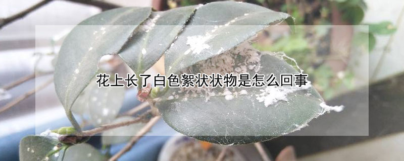 花上长了白色絮状状物是怎么回事（花上有白色絮状物）