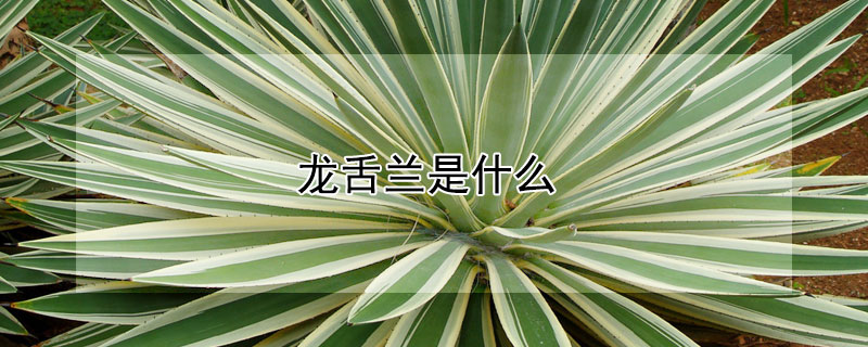 龙舌兰是什么（龙舌兰是什么科）