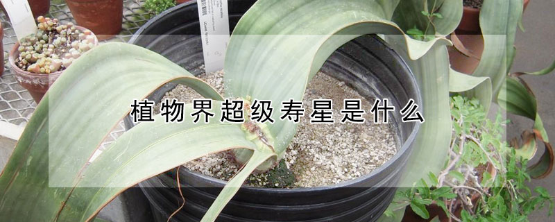 植物界超级寿星是什么（植物界超级寿星是什么生肖）