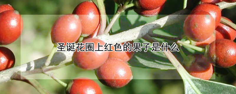 圣诞花圈上红色的果子是什么 圣诞节红色果子是什么