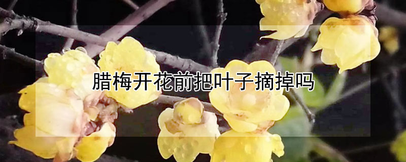 腊梅开花前把叶子摘掉吗 腊梅花什么时候掉叶子