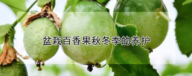 盆栽百香果秋冬季的养护