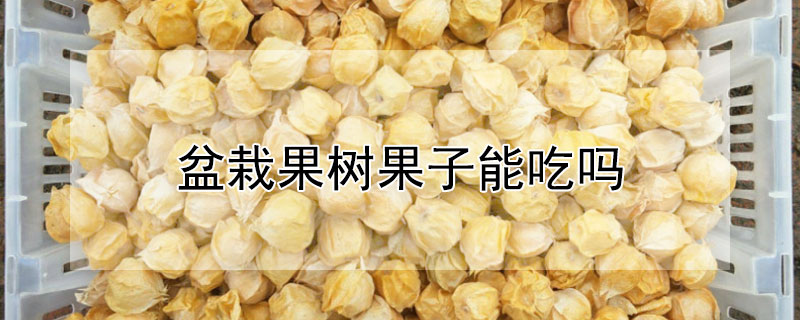 盆栽果树果子能吃吗（盆栽果树果子能吃吗有毒吗）