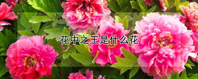 花中之王是什么花 花中之王是什么花名?