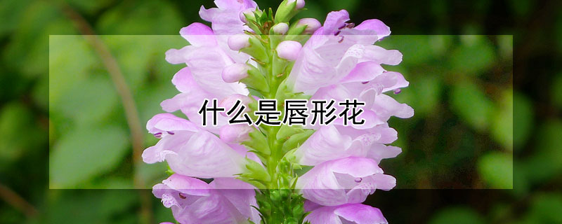 什么是唇形花（什么是唇形花冠）