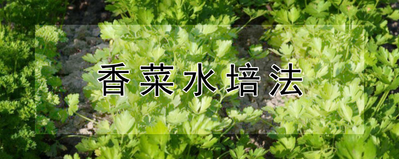 香菜水培法 香菜水培方法