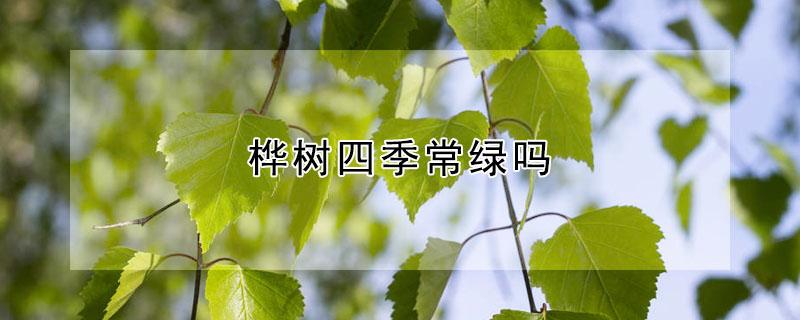 桦树四季常绿吗（桦树四季常绿吗图片）