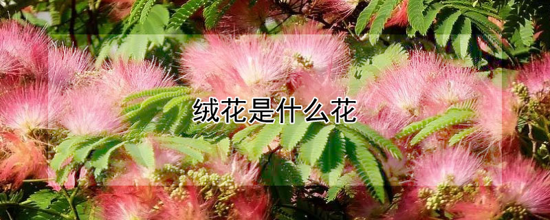 绒花是什么花（绒花是什么花?）