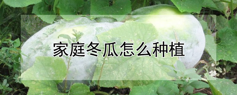 家庭冬瓜怎么种植（家庭冬瓜怎么种植视频）