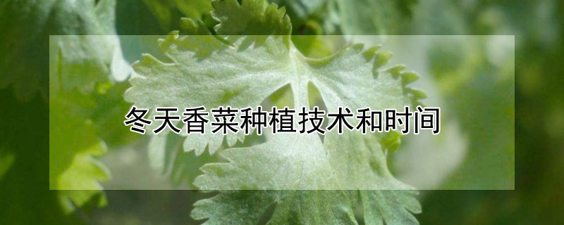 冬天香菜种植技术和时间 冬季香菜的种植时间和收获时间