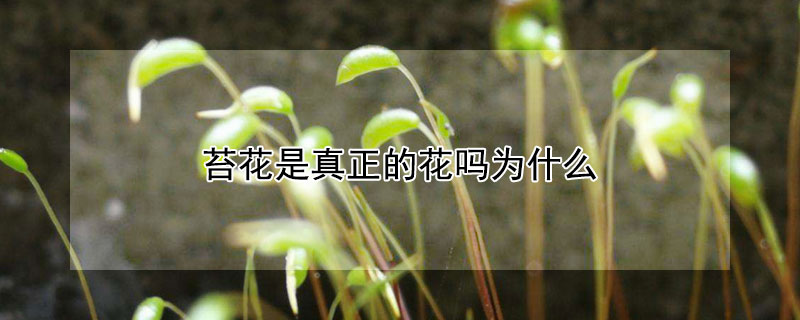 苔花是真正的花吗为什么（苔花是真正的花吗?）