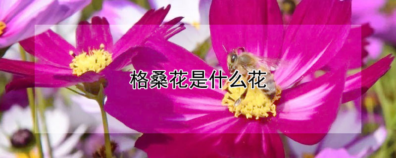 格桑花是什么花 草原上的格桑花是什么花