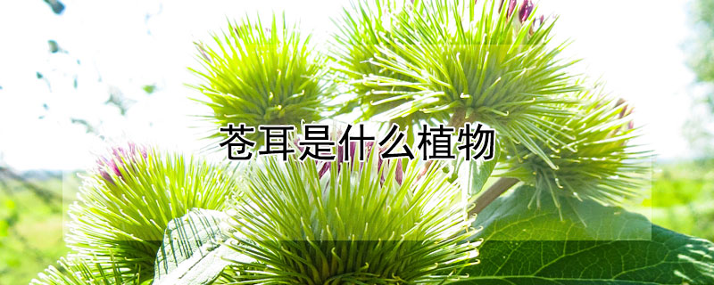 苍耳是什么植物（苍耳是什么植物?）