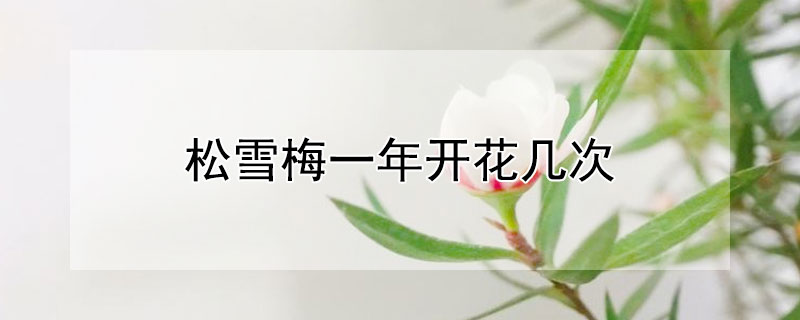 松雪梅一年开花几次 松雪梅一年开花几次正常