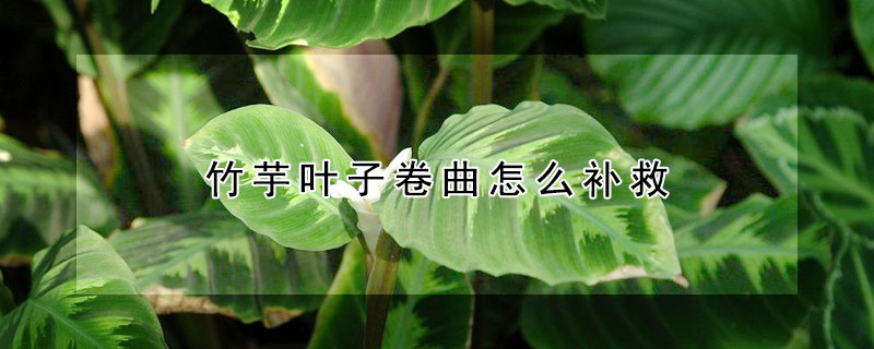 竹芋叶子卷曲怎么补救（银羽竹芋叶子卷曲怎么补救）