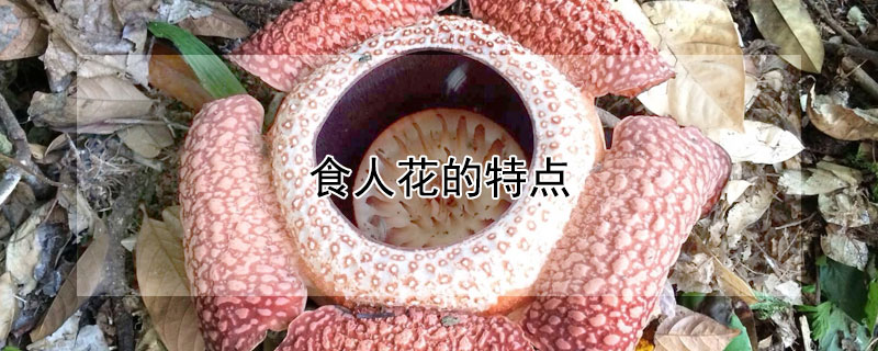 食人花的特点（食人花的特点作文400字）