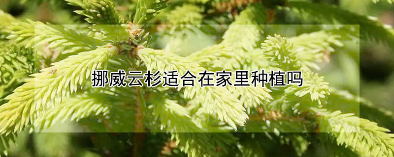 挪威云杉适合在家里种植吗（挪威云杉怎么养）