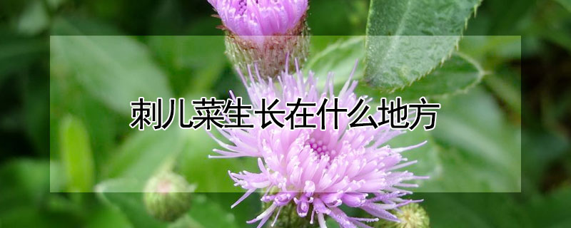 刺儿菜生长在什么地方（刺儿菜生长在什么地方）