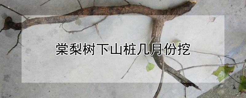 棠梨树下山桩几月份挖（棠梨桩子什么时候挖）