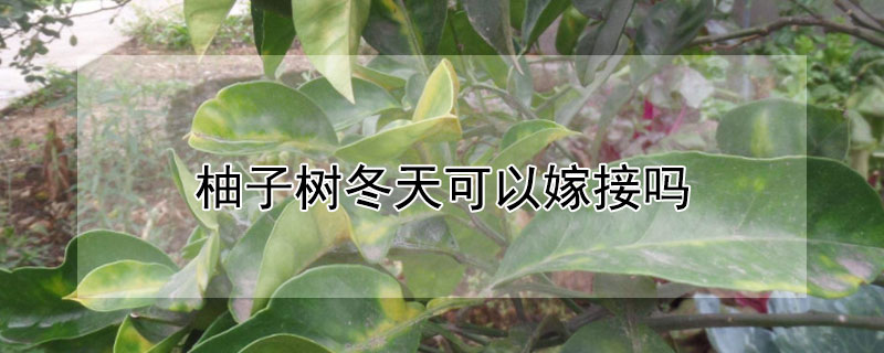 柚子树冬天可以嫁接吗（冬天能嫁接柚子树吗）