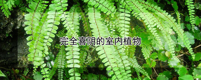 完全喜阴的室内植物（完全喜阴的室内植物名称和图片）