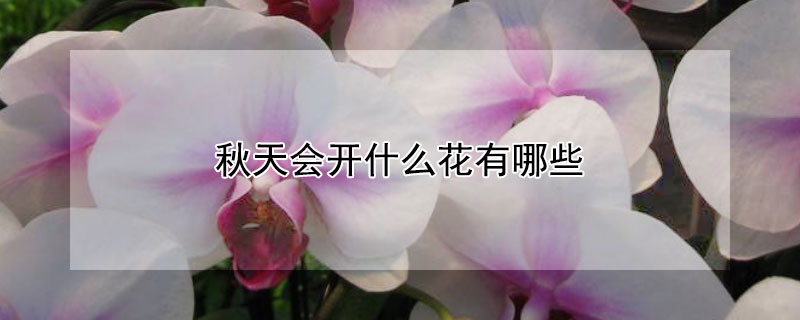 秋天会开什么花有哪些（秋天会开哪种花）